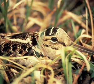 American Woodcock Usfws Richard Baetsen 150x150@2x