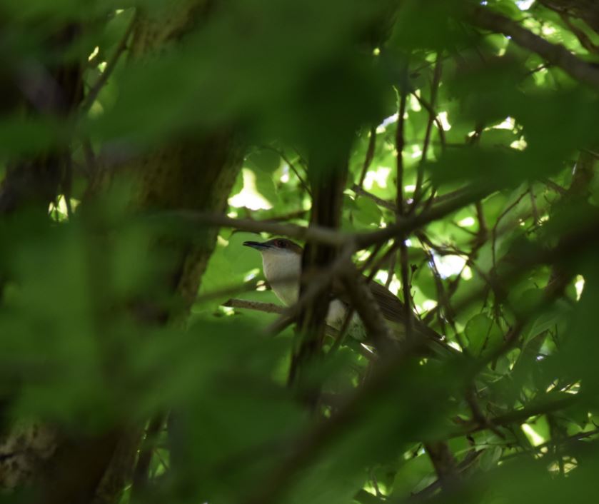 bb cuckoo hughes 2016